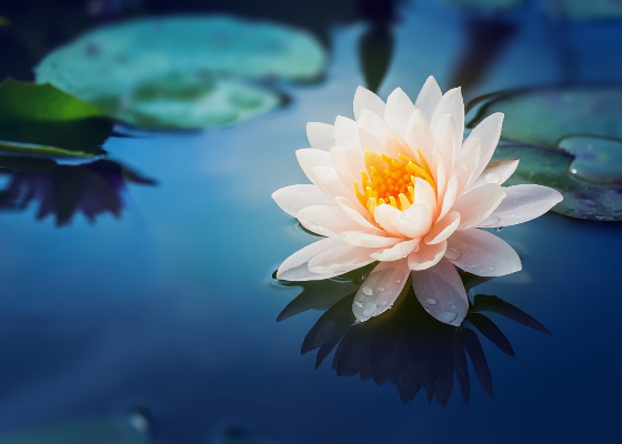 Image for article ترديد عبارة